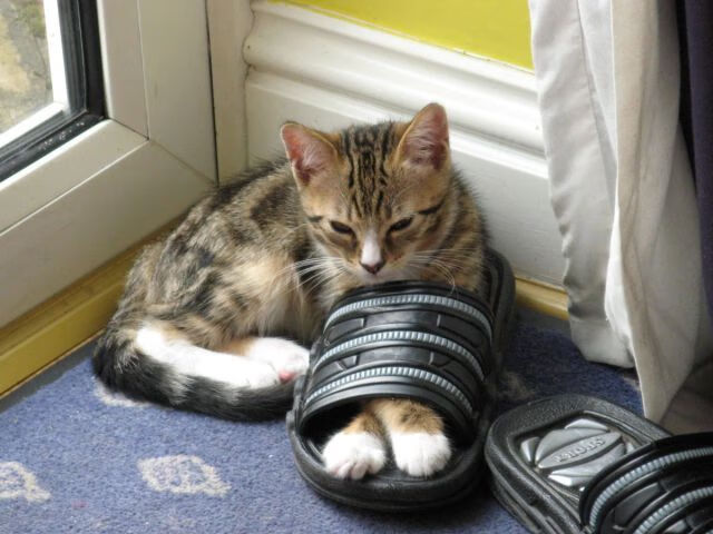 中国男篮调整进攻节奏适应比赛需求，中国男篮规则