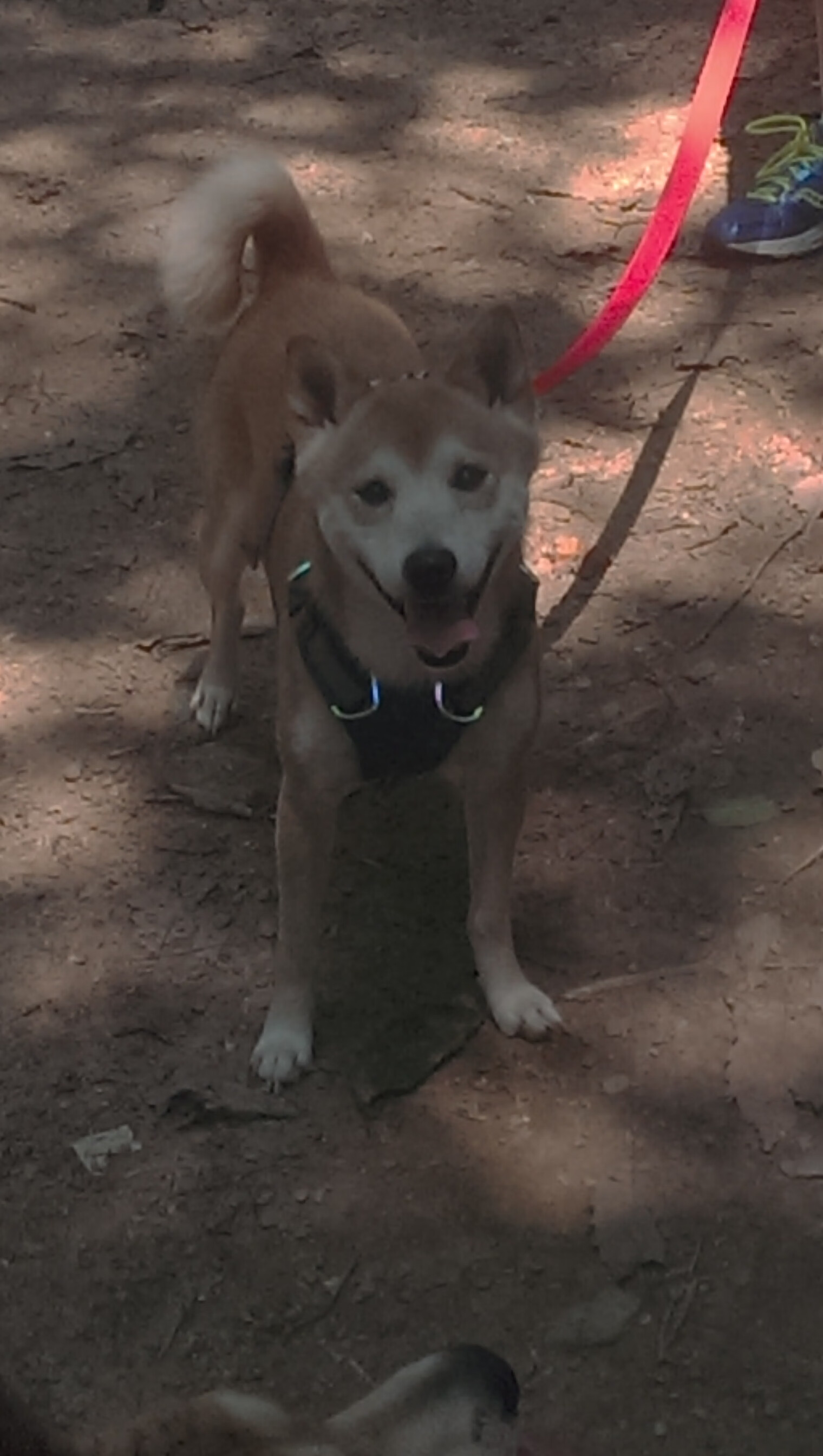 都灵持续稳定表现提升积分排名，都灵态度怎么样